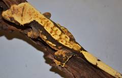 Adult Crested Geckos