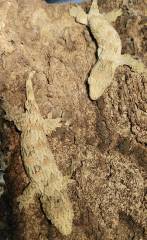 Baby Nuu Ana Leachianus Geckos