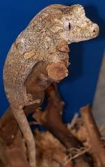 Baby High Red Mainland Mossy Prehensile Tailed Geckos (chahoua)