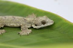 Flying Geckos w/regrown tails, nicks