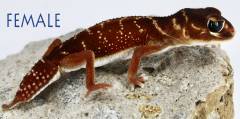 Smooth Knob Tailed Geckos Levis