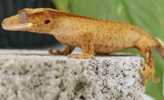 Small Brindle Crested Geckos