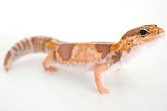 Sub Adult Whiteout Caramel African Fat Tailed Geckos