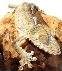 Giant Leaf Tailed Geckos