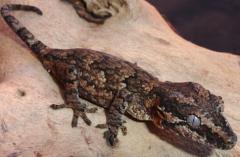Sub Adult Gargoyle Geckos
