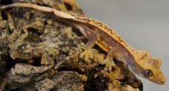 Baby Pinstripe Crested Geckos