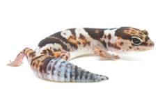 Sub Adult Whiteout African Fat Tailed Geckos