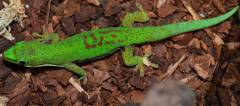 Adult Lined Day Geckos