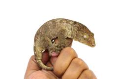 Medium Female Pine Island Leachianus Gecko
