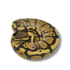 Baby Fire Ball Pythons