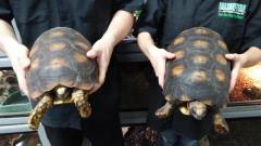 Adult Yellow Foot Tortoises