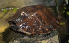 Asian Leaf Turtles