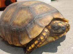 Large Yellow Foot Tortoises