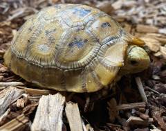 Small Elongated Tortoises