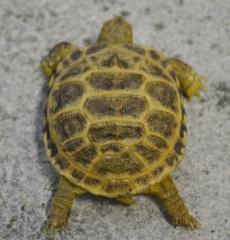 Baby Russian Tortoises w/extra scutes
