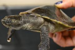 New Guinea Sideneck Turtles w/minor toe issues