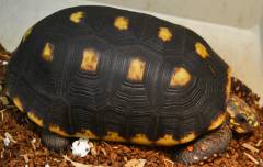 Adult Red Foot Tortoises