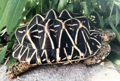 Adult Indian Star Tortoises