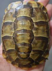 Greek Tortoises w/extra scute