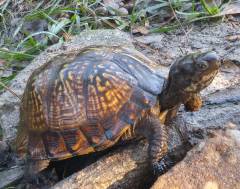 Adult Gulf Coast Box Turtles
