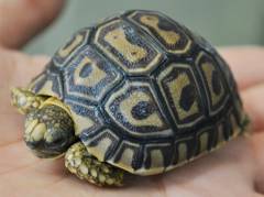 Baby Leopard Tortoises (babcocki x pardalis cross)