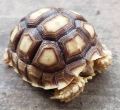 Baby Sulcata Tortoises Het for Albino