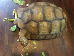Adult Female Sulcata Tortoises