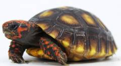 Baby Cherryhead Red Foot Tortoises