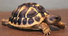 Small Western Hermanns Tortoises