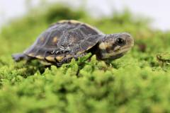 Baby Gulf Coast Box Turtles