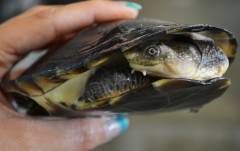 Toad Headed Turtles (aka Gibba Sideneck)