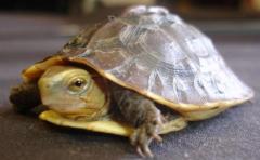 Chinese Box Turtles