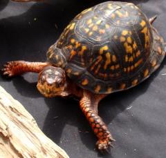 Adult Eastern Box Turtles
