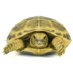 Baby Russian Tortoises