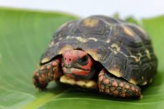 Small Cherryhead Red Foot Tortoises
