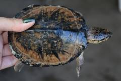 African Sideneck Turtles