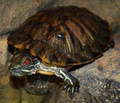 Large Red Ear Sliders
