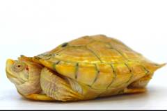 Medium Albino Red Ear Sliders