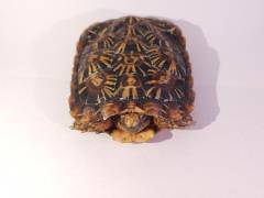 Medium Pancake Tortoises