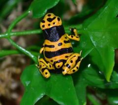 Fine Spot Bumblebee Dart Frogs