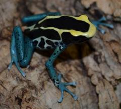 Adult Patricia Tinc Arrow Frogs