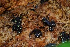 Ancon Hill Auratus Arrow Frogs