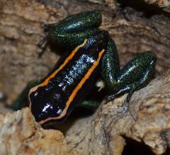 Golfodulcean Dart Frogs