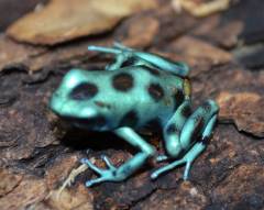 Micro Spot Green & Black Auratus Arrow Frogs