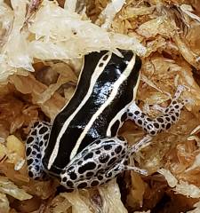 Biolat Thumbnail Dart Frogs