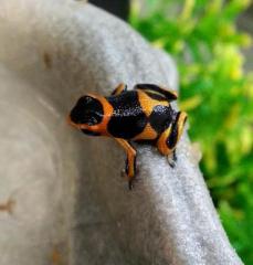 Mimic Arrow Frogs (Ranitomeya imitator) "Banded"