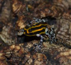 Orange Sirensis Arrow Frogs
