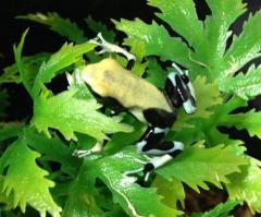 Monts Attachi Bakka Yellowback Tinc Arrow Frogs