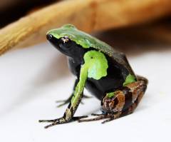 Guibe's Mantellas (Green & Black)