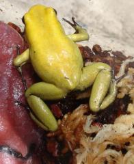 Adult Mint Terrible Dart Frogs